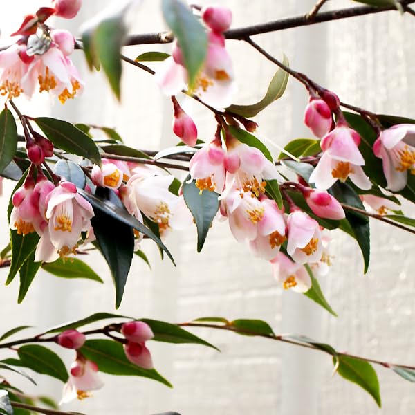 Amazon.co.jp: 椿 ツバキ カメリア エリナカスケード 18cmポット苗木